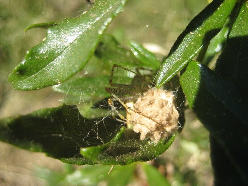 spider with egg sack