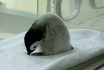 皇帝ペンギンの雛に会いに行く In 南紀白浜アドベンチャーワールド あきらの日記