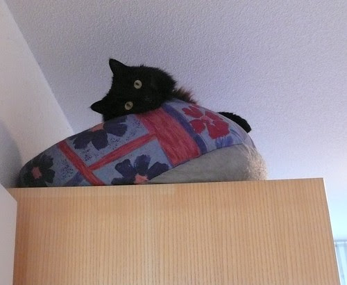 Nera on the cupboard
