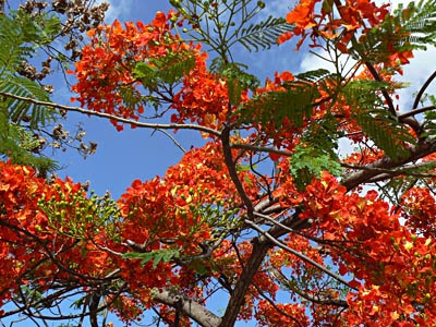 flamboyant, cancun.jpg