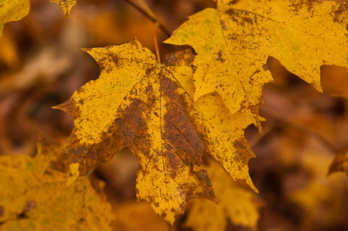 Morton Arboretum-11