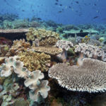 The shallows at Wakatobi are accessible to divers and kids who may be snorkeling (Photo by Norbert Probst)