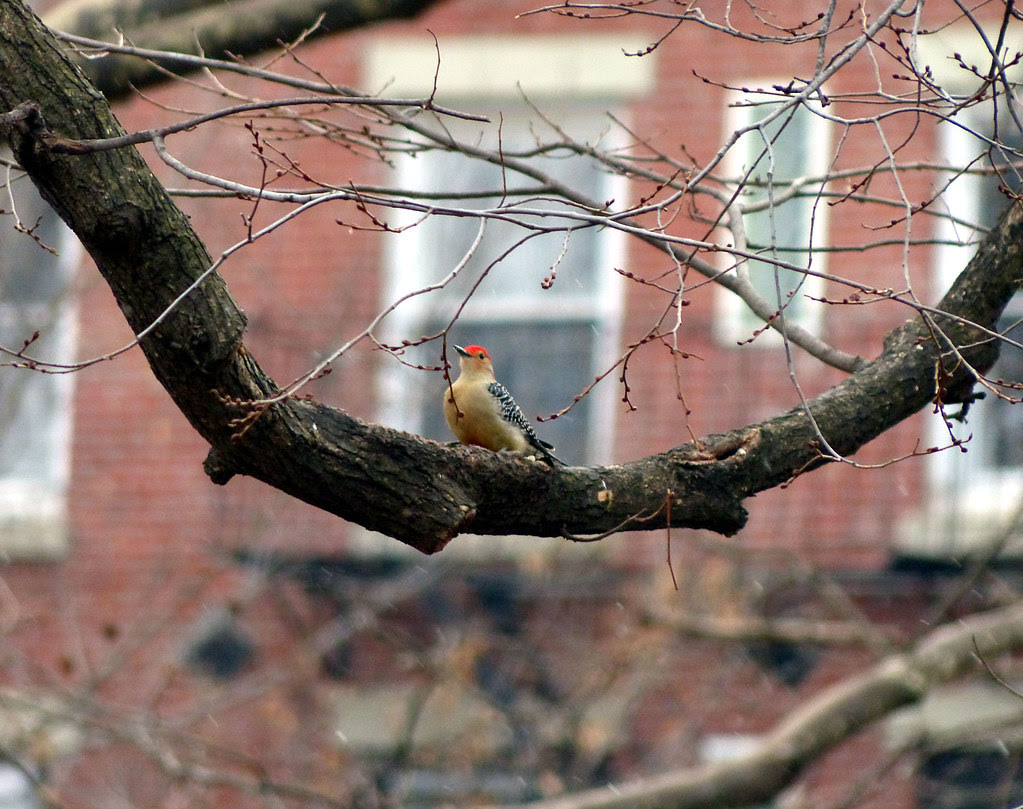 Red-bellied woodpecker