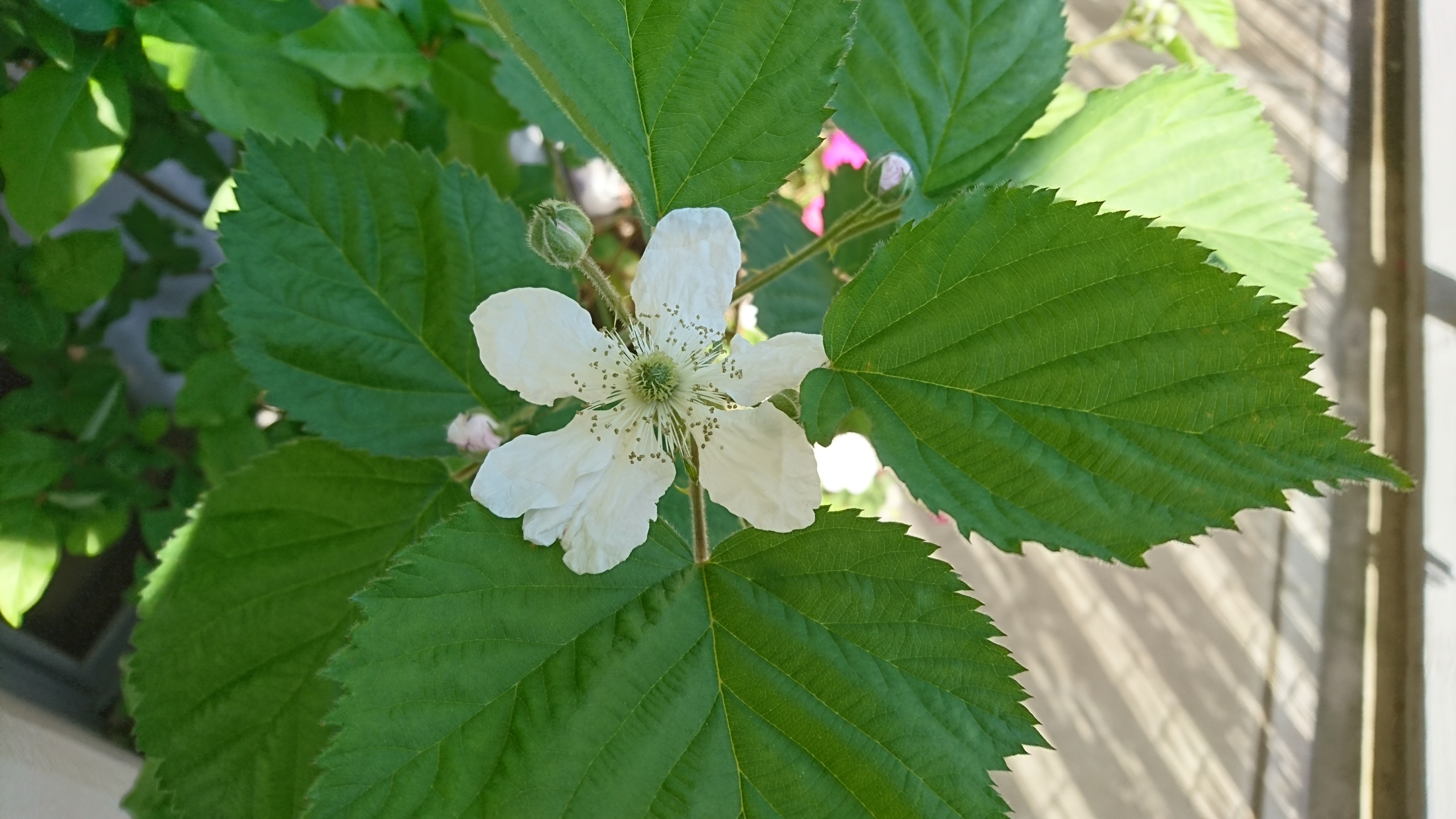 17年4月 ブラックベリーの開花です キイチゴの上手な育て方 ブラックベリー ラズベリー ときどきアクセサリー