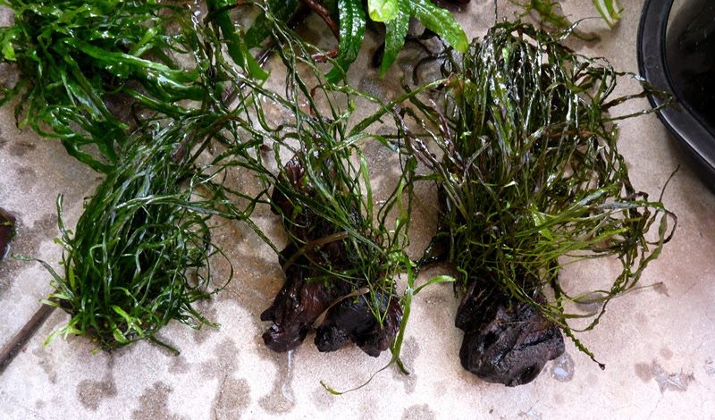 バケツでストック中の水草 とミクロソリウムの子株を熔岩石へ ヒカリの国のアクア