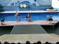 Севастопольский дельфинарий в Артбухте (морск. котики)