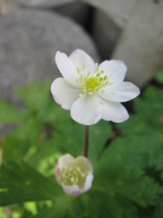 白く清らかな花 二輪草 四季おりおりの庭