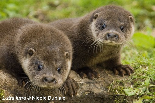 Image result for eurasian otter