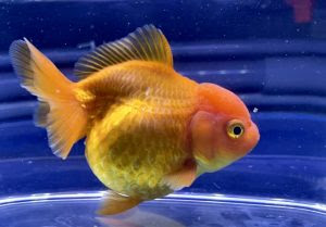 最も共有された 金魚 お腹 膨れる 55 金魚 お腹 膨れる 片側