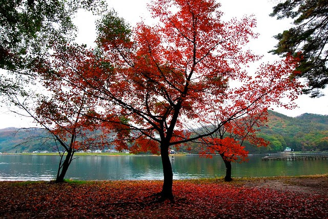 楓　木崎湖キャンプ場 (The maple tree at Kizaki lake camping site.)