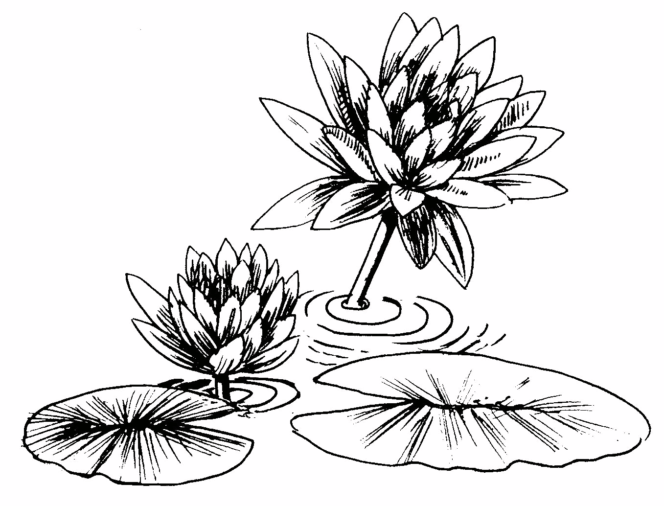 Download Lily Pad Flower Coloring Pages - Coloring Home
