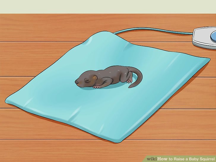 Raise a Baby Squirrel Step 3.jpg