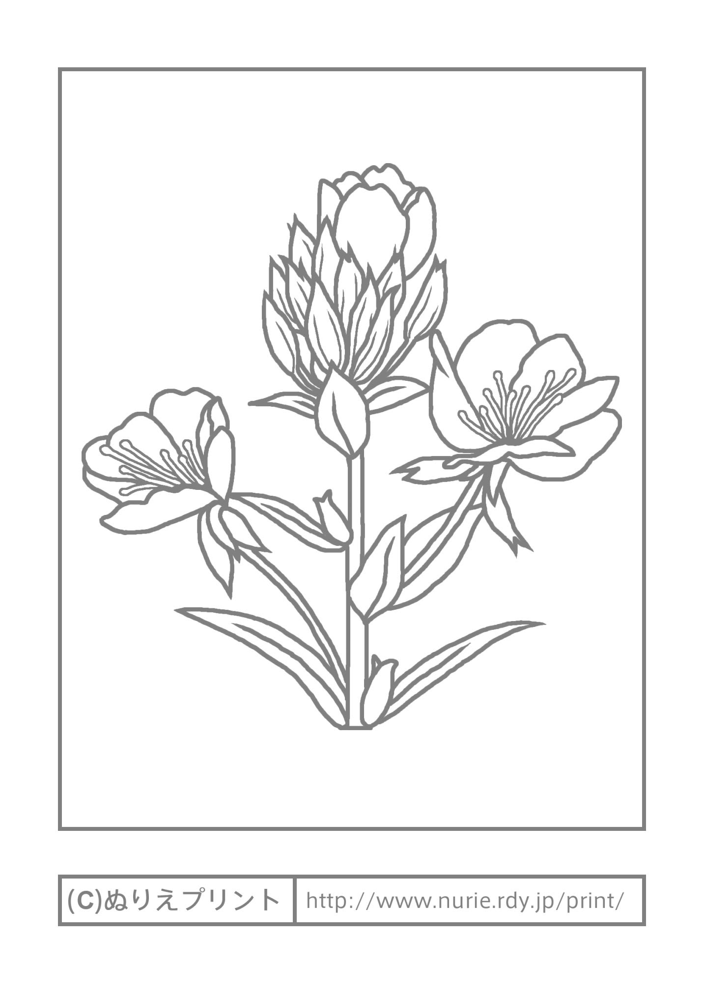 マツヨイグサ 主線 グレー 夏の花 無料塗り絵イラスト ぬりえプリント