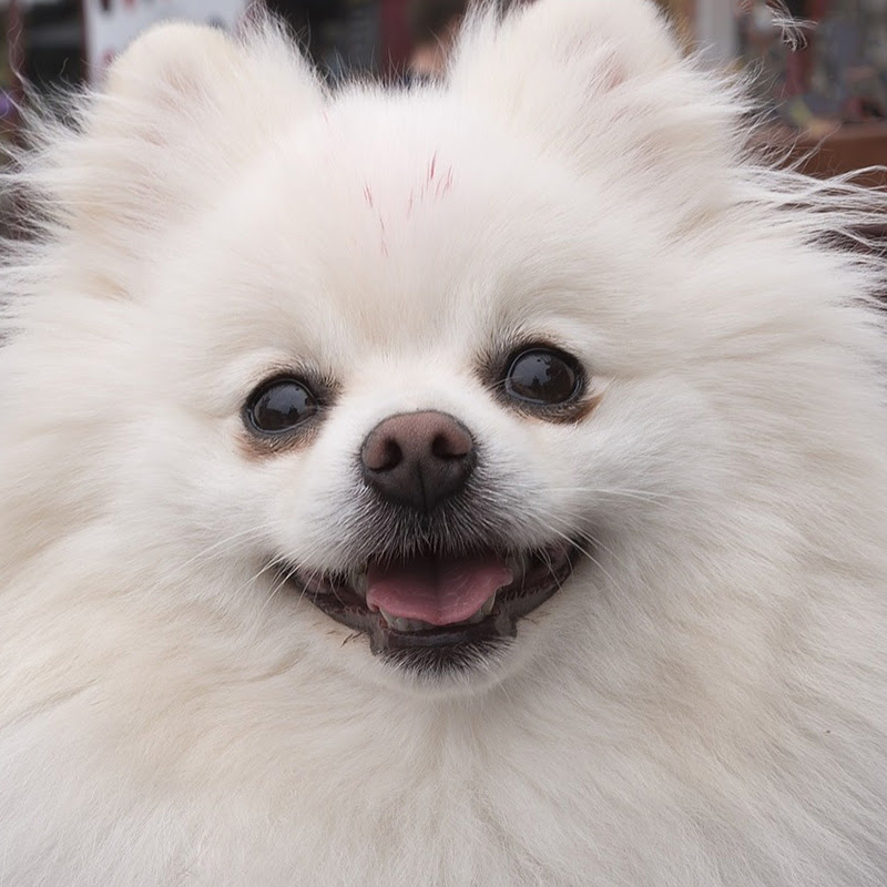 ポメラニアンってどんな犬 歴史や性格 多く見られる病気など