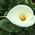 Calla Lily Plant Care Indoors : You can grow calla lily outdoors as a border plant, but also indoors in containers.