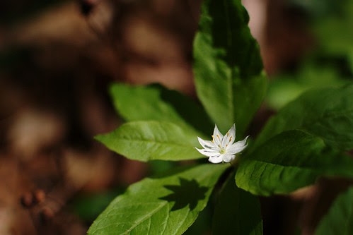 Starflower by dcclark