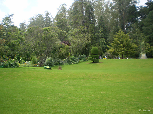 Green lawns of Ooty Botanical Garden