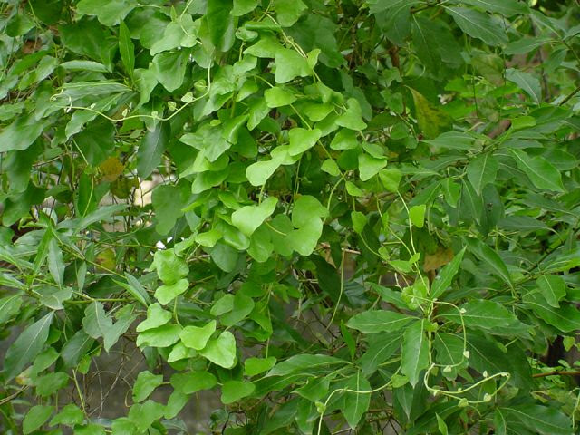 Helpful Tips on Sanatana Dharma / Hindu Principles - 119