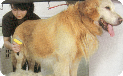 プロが自宅まで来てくれる 大型犬もｏｋ 出張トリミングが人気 オーシーペットモービル オーシーペットモービル 麻生区 タウンニュース