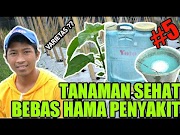 Inspirasi Penyemprotan Tanaman Cabe Rawit Cara Menanam Cabe, 