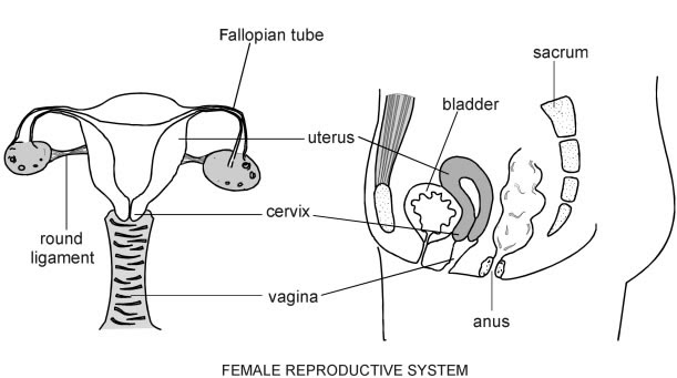 Draw a diagram of human female reproductive system and ...