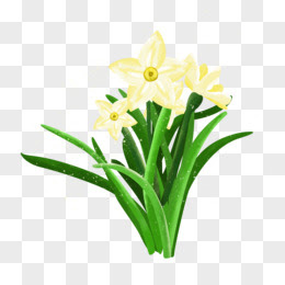 水仙花图片素材 免费水仙花png设计图片大全 图精灵