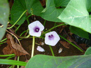 さつまいもの花 Menehune Weblog