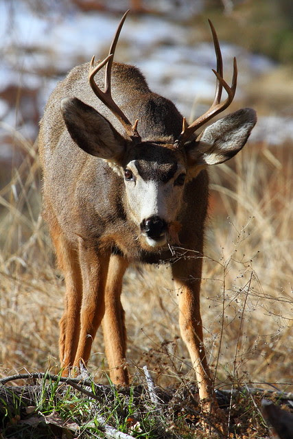 IMG_1036 Mule Deer, Zion National Park
