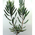 Cotyledon Orbiculata Variegata Comprar - Cotyledon orbiculata variegata (旭波之光) plants for sale displayed in 100mm pots.