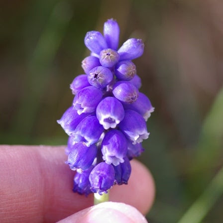 雑草ムスカリ 裏ここっとライフ