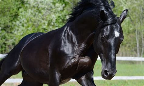 Learn more about where and how blue cross operates, including information on wha. Horse head markings