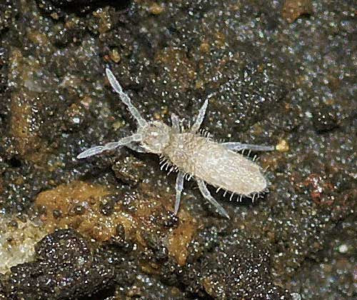 学習 メドレー 刃 植木鉢 虫 Marukoo Jp