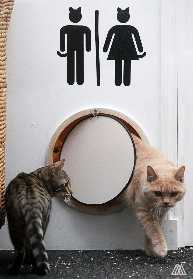 Edinburgh s first cat caf Design Week Edinburgh s first cat caf Design Week