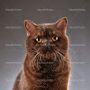 Caring For Your Brown British Shorthair Cat In 2023