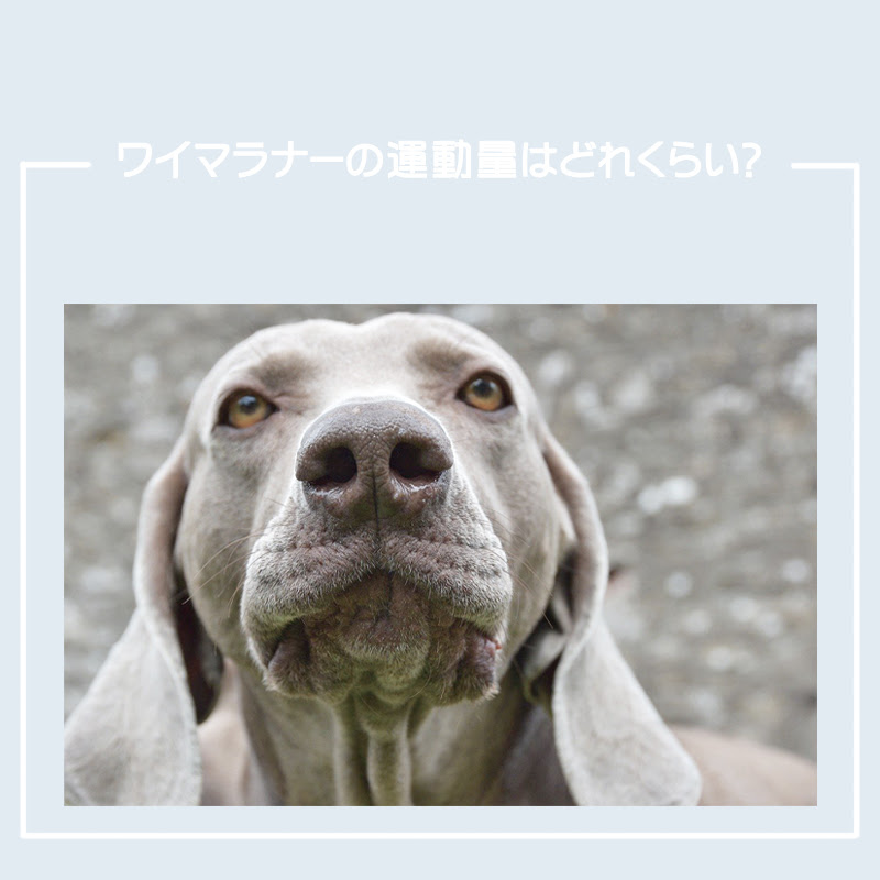 ワイマラナーの運動量はどれくらい