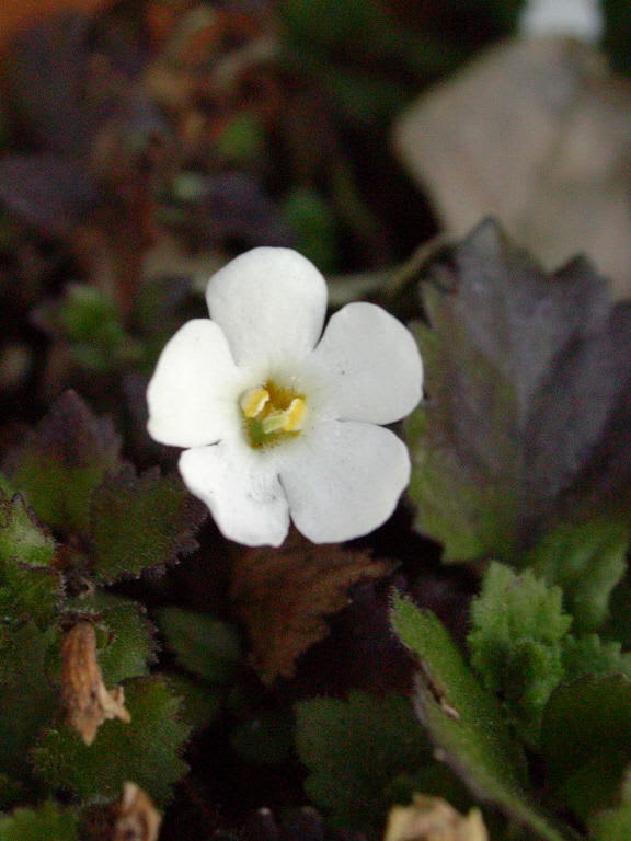 冬の花 6 Seasons