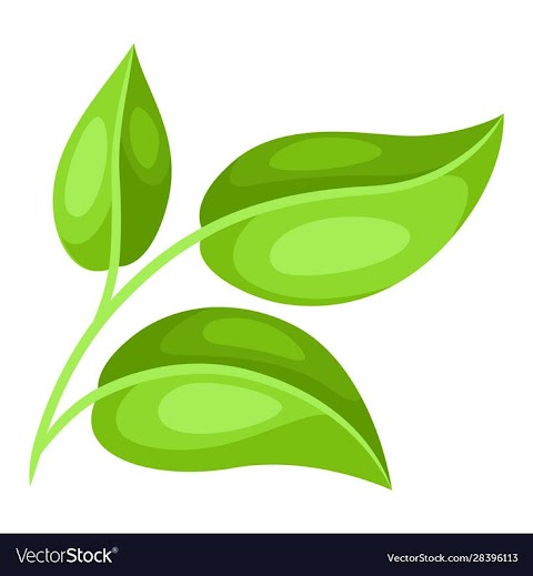 gambar daun teh vector