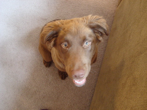 golden retriever mix puppies. Border Collie Mix Puppy