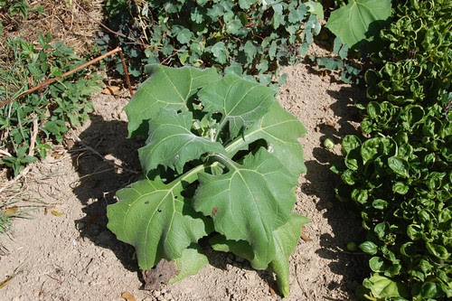 yacon in august