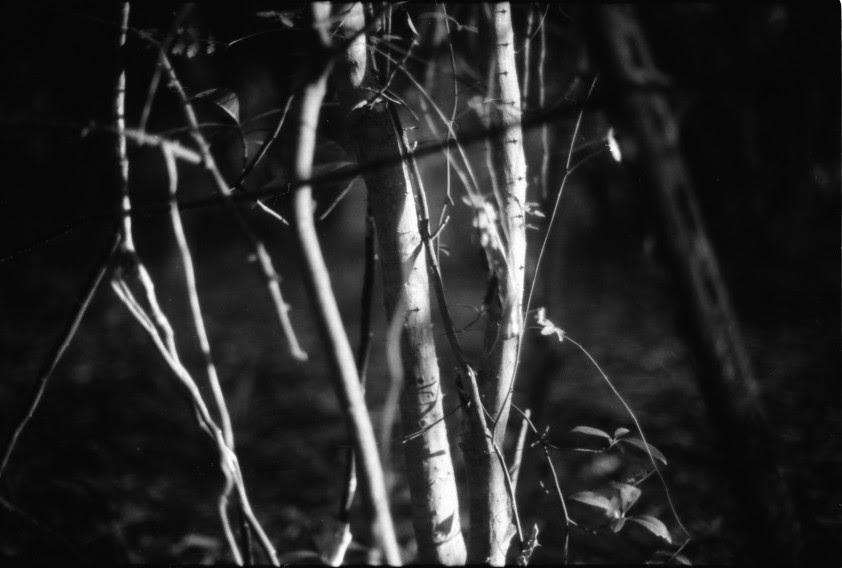Twigs