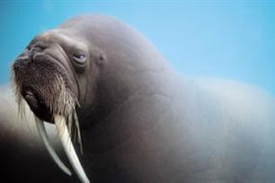 Walrus的读音 海象是什么意思 怎么读 拼音 辞海之家 沧州金源水暖管件厂