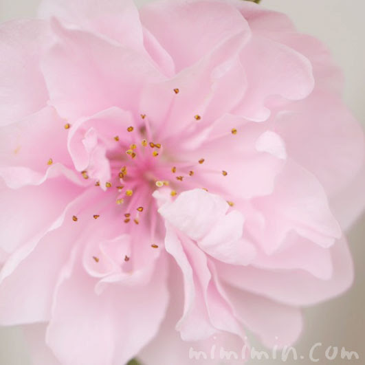 桃 モモ の花の写真 花言葉 名前の由来 みみみんブログ