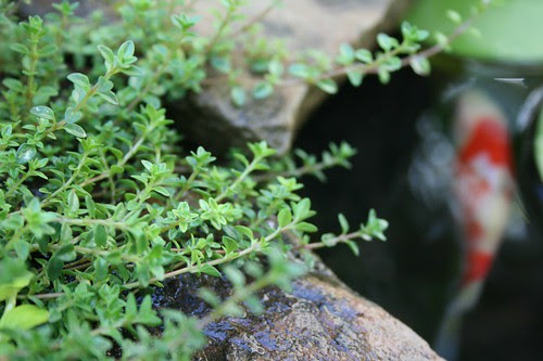 Thyme