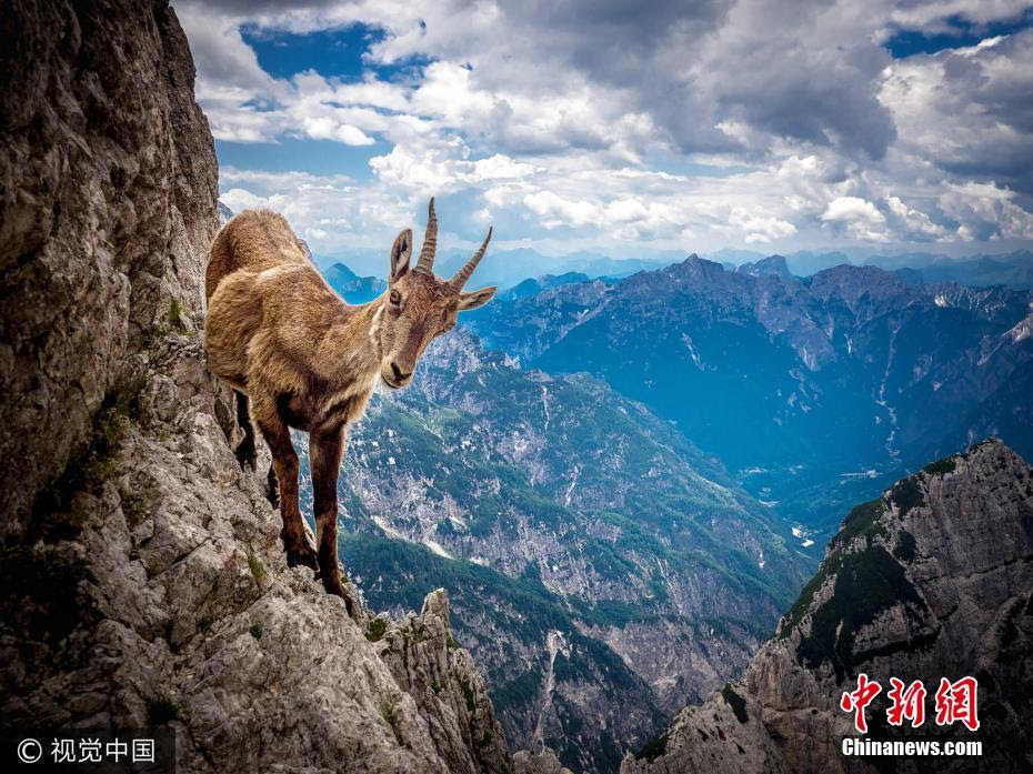 写真家 アルプス山脈で野生のヤギと対面 中国網 日本語