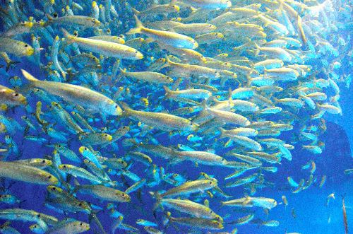 イワシたちの集団行動 なぜイワシは群れるのか 回遊魚 動画 画像 いきものaz