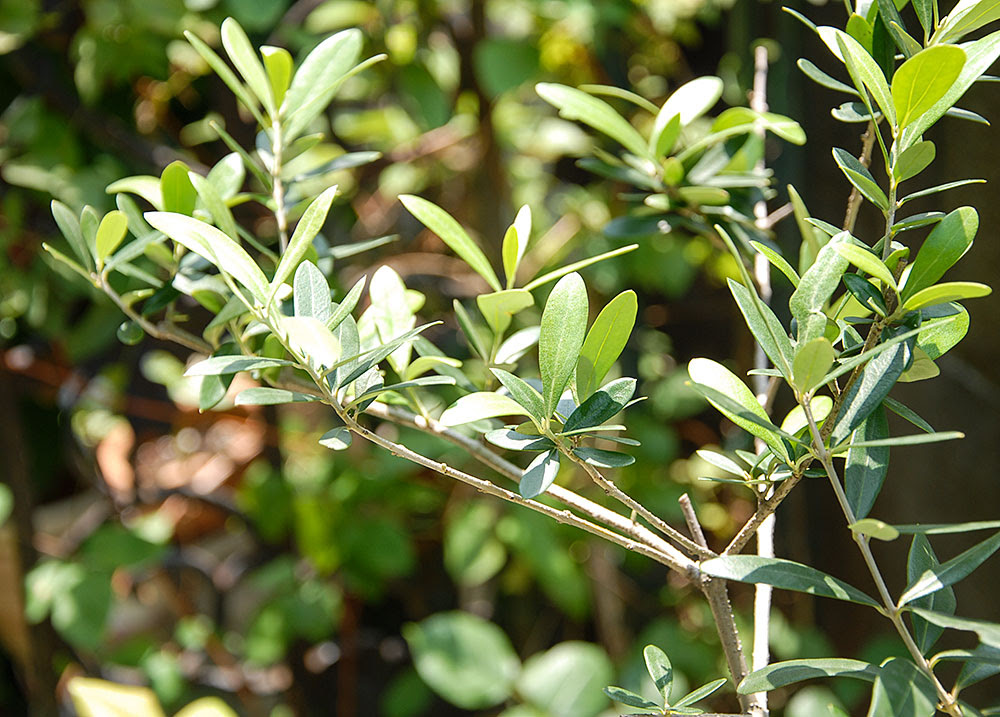 オリーブの木の花粉を探して Kobiのシークレットガーデン 観葉植物 多肉植物の育て方