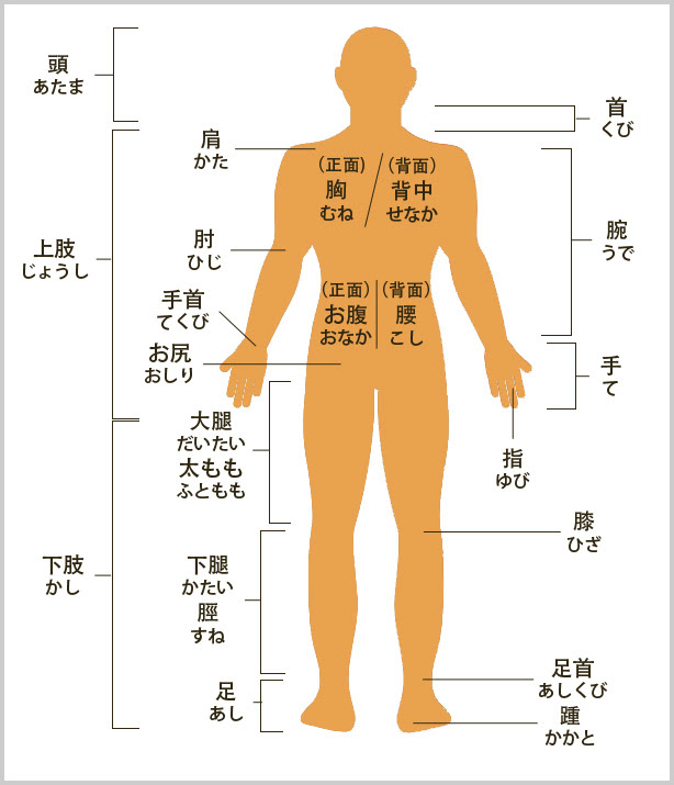 好學生教室 人體外觀篇 乖乖做好 痞客邦