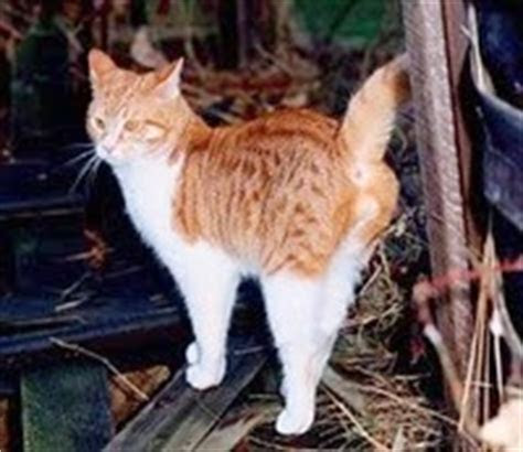 cat spraying