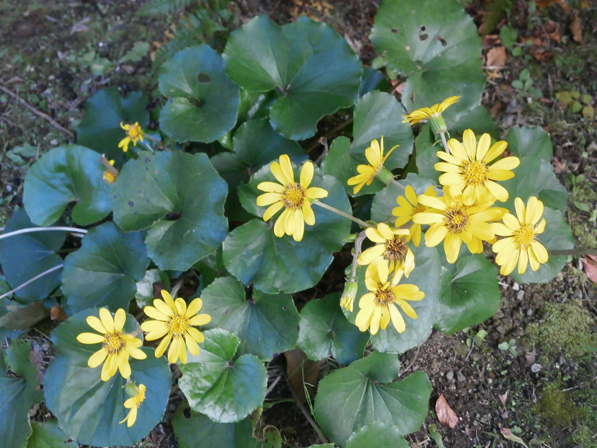 12月5日の花言葉 ツワブキ 薬剤師stephenのよろずブログ 楽天ブログ