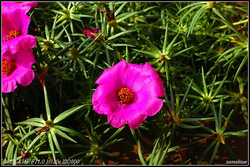 DSC05283_nEO_IMG